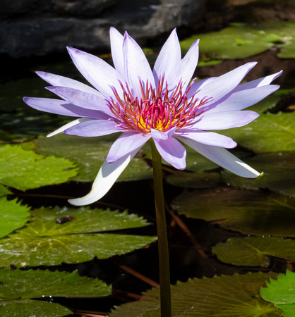 Water Lily BB