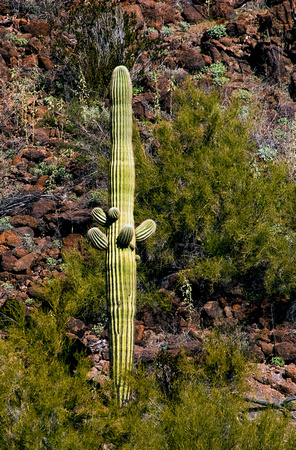 OrganPipeCactus-3950 e2023 copy