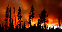 Arnica Fire Tetons/Yellowstone