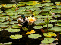 Mallard sleeping on Lilly Pond BB