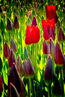 Katherine's Tulip Farm
