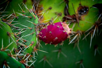 Prickly pear SanJaoquinReserve CA_DSC5955 copy