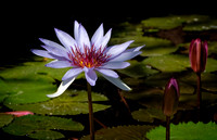 WaterLillies_DSC4444 copy