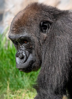 Gorilla_DSC4467 copy