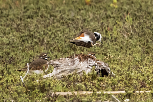 Killdeer NewportReserve CA_DSC5552 copy 2