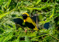 Yellow-crowned bishop DSZoo_DSC4387 copy