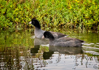 American coot NewportRerserve CA_DSC5684 copy