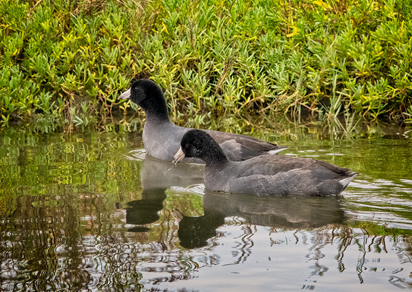 American coot NewportRerserve CA_DSC5684 copy