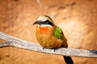 Bee-eater SDZoo_DSC4235 copy