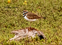 Killdeer plover_DSC5463 wName