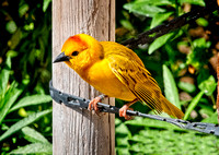 Eastern golden weaver SDZoo_DSC4434 copy