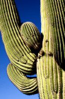 OrganPipeCactus-3926 e520 2024 copy