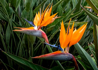 Bird of Paradise Encinitas_DSC4613 copy