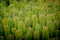 Cacttus Encinitas_DSC4516 copy