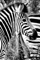 Burchells Zebra 18x24