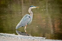 Great Blue Heron_6175