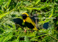 Yellow-crowned bishop DSZoo_DSC4387 wName