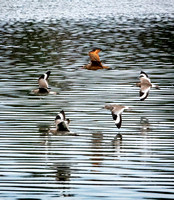 Marbled godwit and Willets NewportReserve CA_DSC5489 copy