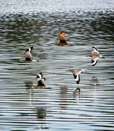 Marbled godwit and Willets NewportReserve CA_DSC5489 copy
