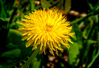 DandyLion Fisherville Brook Exeter DSC01411 copy
