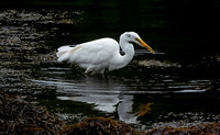 GreatEgret Newport_DSC3562 copy