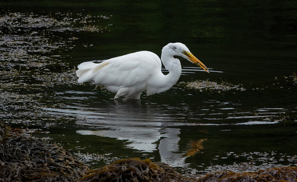 GreatEgret Newport_DSC3562 copy