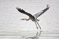 Great Blue Heron DSC03487