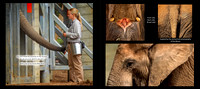 Elephant layout 7May copy