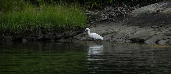 GreatEgret Newport_DSC3523 copy