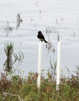 Black phoebe NewportReserve CA_DSC5582 copy