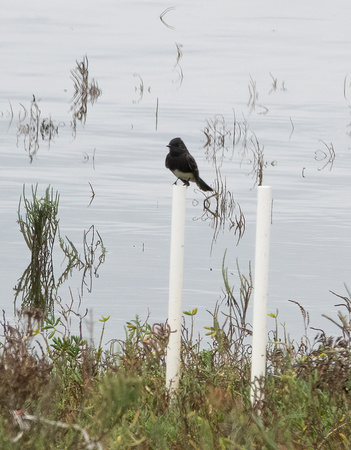 Black phoebe NewportReserve CA_DSC5582 copy