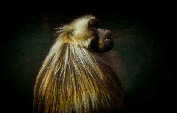 Baboon SDZoo_DSC4408 copy