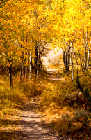 Sept20_Tetons-2804 copy