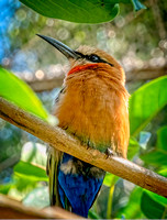 Bee-eater SDZoo_DSC4349 copy