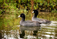 American coot NewportReserve CA_DSC5680 copy