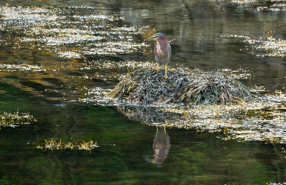 GreenHeron Newport_DSC3572 copy