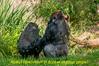 Gorillas  mating SDZoo_DSC4455 copy