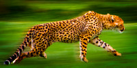 Cheetah Running