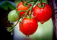 ClusterTomatoes_2011-0621