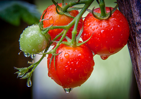 ClusterTomatoes_2011-0621