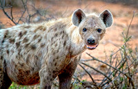 South Africa