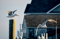 DSC09426 Gulls