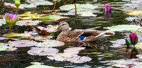 Moma Duck BB
