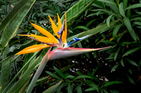 Bird of Paradise Encinitas_DSC4614 copy