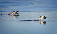 DSC08289 CommonMerganser e2022