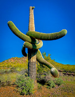 OrganPipeCactus-3940 532 2024 copy 2