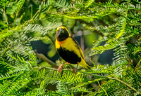 Yellow-crowned bishop SDZoo_DSC4386 copy