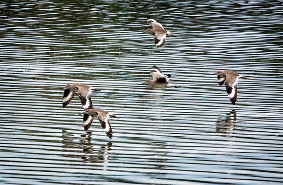 Willets NewportReserve CA_DSC5539 copy