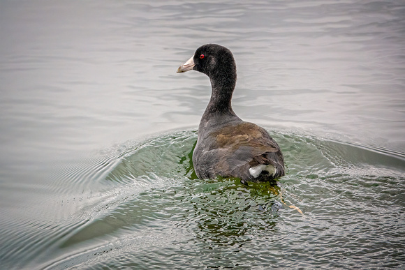 American coot NewportReserve CA_DSC5661 copy