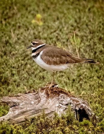 Killdeer NewportReserve CA _DSC5463 copy